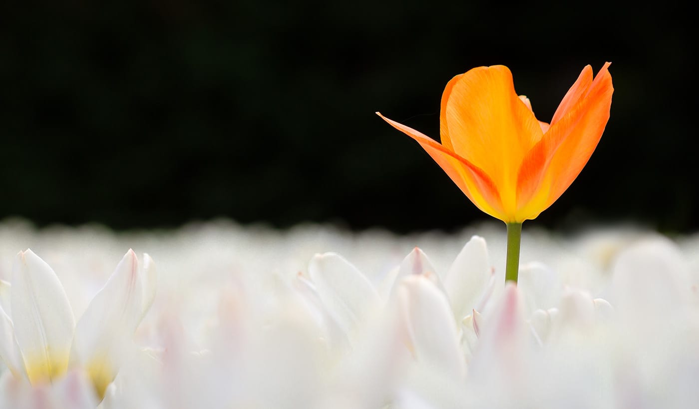 Flor naranja entre flores blancas