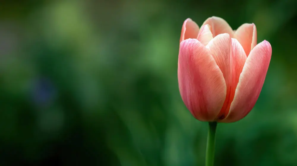 Tulipan arrosa berde koloreko hondoaren gainean loratzen, garapenari, garapen pertsonalari eta gaitasun handiei buruzko irudia.